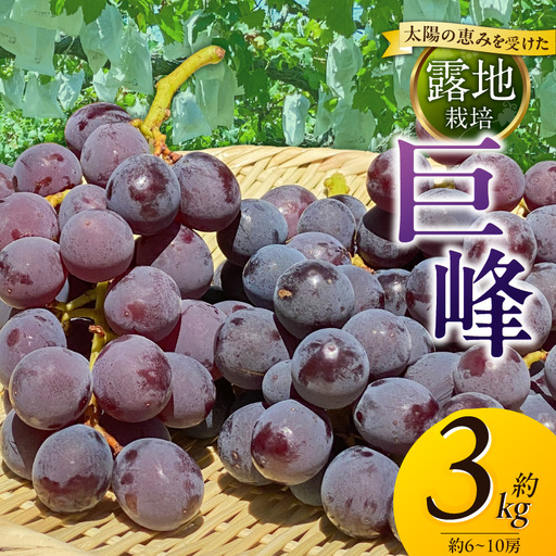 【8月中旬より順次発送】池尻農園 露地巨峰6房～10房 約3kg 〔Fg019-02〕
