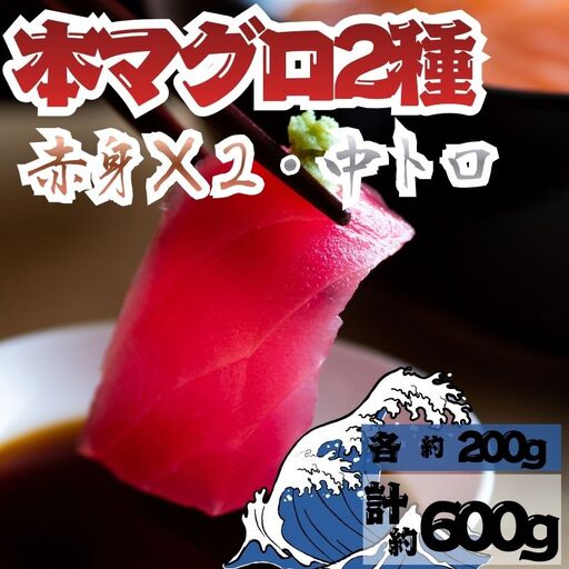 【9月上旬から順次発送】本マグロ 赤身 2柵 中トロ 1柵 セット