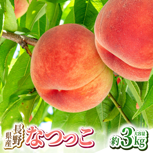 【2027先行予約】 長野県産 桃 なつっこ 約3kg 【2027年8月上旬～順次発送予定】| 丸中中根園