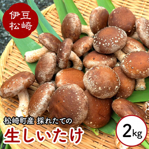 森ペンしいたけ 2kg