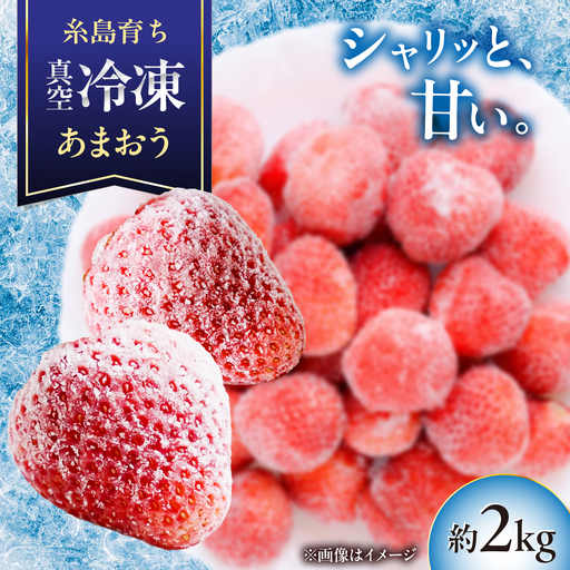 福岡県産 真空冷凍 あまおう いちご 約2kg  / 削りいちご 加工用 苺 イチゴ フルーツ 果物 / 糸島市 / mhshops[AKQ011]