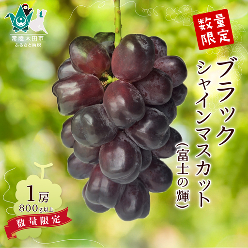 ブラックシャインマスカット 希少品種! 富士の輝 1房 800g以上 先行予約 数量限定|ブラックシャインマスカット