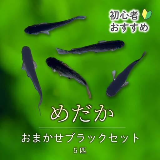 めだか おまかせブラックセット(5匹) メダカ 飼育 生体 観賞魚 魚 ペット おまかせ ミックス おすすめ 水槽 インテリア 生物 鑑賞 熱帯魚 アクアリウム 熱帯 淡水魚 243013