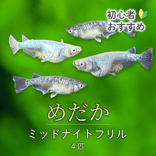 ミッドナイトフリル 4匹 めだか メダカ 飼育 生体 観賞魚 魚 ペット おまかせ ミックス おすすめ 水槽 インテリア 生物 鑑賞 熱帯魚 アクアリウム 熱帯 淡水魚 243016