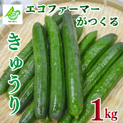 野菜 夏野菜 きゅうり 1kg きゅうり