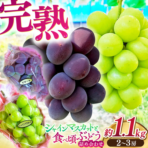 【先行予約】高知県産 生産者厳選！ シャインマスカット含む 食べ頃ぶどう詰め合わせ 約1.1kg（2～3房）〈2026年8月下旬～2026年9月末頃まで発送〉 / マスカット ぶどう 葡萄 ブドウ 果物 フルーツ デザート 詰め合わせ セット 【COCO葡萄園】[ATIO002]
