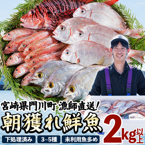 [北海道・離島配送不可]漁師直送!朝獲れ 季節の 鮮魚 詰め合わせ (並) (合計2kg以上・3〜5種) 下処理済み 大衆魚 高級魚 未利用魚 冷蔵 BOX ボックス イカ 鯛 海鮮 魚介 食べ比べ 詰合せ 宮崎県産 [O-10][門川漁業協同組合]
