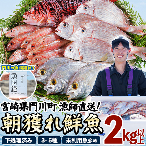[北海道・離島配送不可]漁師直送!朝獲れ 季節の 鮮魚 詰め合わせ (合計2kg以上・3〜5種・門川の魚図鑑付き) [O-12][門川漁業協同組合]