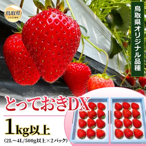 鳥取産　いちご「とっておきDX」1kg以上　鳥取県オリジナル品種　限定ブランド　とみハウス【期間･数量限定】_T2600526