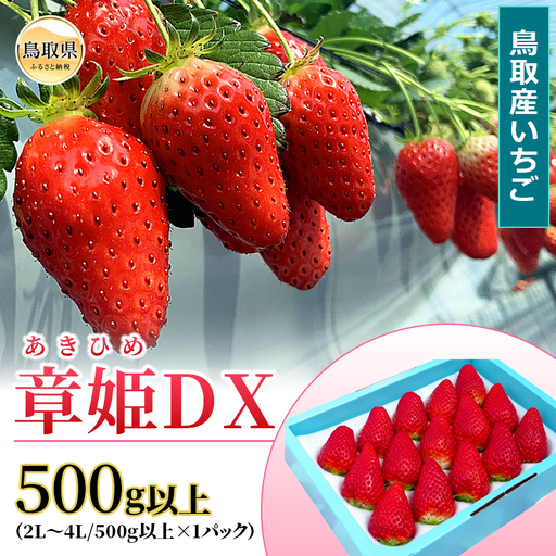 鳥取産いちご　章姫　あきひめ　DX　500ｇ以上　甘くて大きく美味しい　とみハウス【期間･数量限定】_T2600527