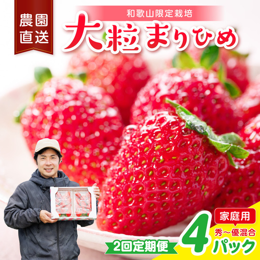 【2回定期便】大粒の贅沢！毎月届く幸せ「まりひめ」を農家直送で【家庭用】4パック ＜固定月発送＞ 【配送不可地域：北海道・青森・秋田・岩手・沖縄・離島】【8075】