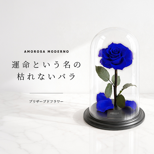 AMOROSA MODERNO デスティニーローズ(1本立ち) エクセレントブルー[upel0009]