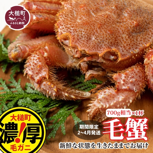 【令和9年発送先行予約】三陸産！活毛ガニ700g×1杯【08】【2027年2月～4月発送】