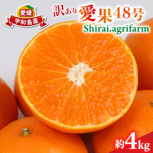 訳あり 愛果48号 ( 紅プリンセス と同品種) 紅プリンセス 約4kg Shirai.agrifarm