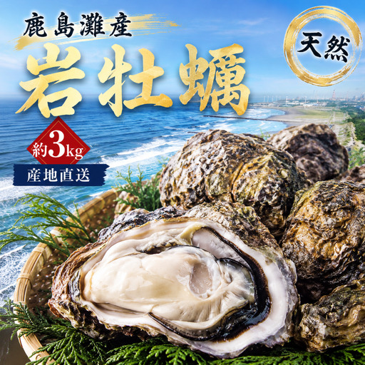 鹿島灘産 天然 岩牡蠣 約3kg 冷蔵 [9月下旬頃まで発送予定]