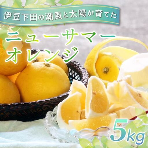 ニューサマーオレンジ 5kg 先行予約 オレンジ みかん 伊豆 下田 静岡