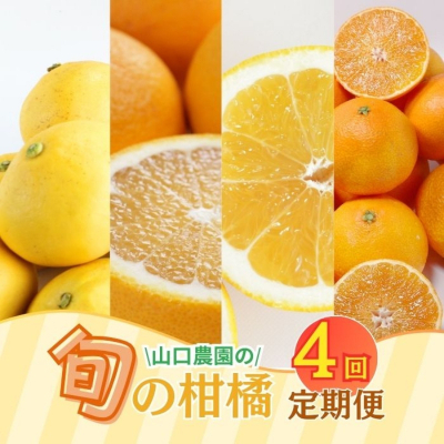 年 4回 訳あり 定期便 旬の柑橘 愛媛県 愛南町 定期便 ( まどんな ・ 文旦 ・ 甘夏 ・ 河内晩柑 ) 60,000円 四季 の 味覚 を 満喫 フルーツ サブスク 産地直送 農家直送 旬 詰め合わせ セット 食べ比べ ギフト プレゼント 贈り物 紅まどんな 愛果28号 ぶんたん あまなつ 愛南ゴールド 和製グレープフルーツ 愛媛県 愛南町 山口農園