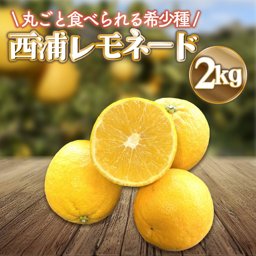 レモネード 柑橘 約 2kg 産地直送 沼津 柑橘