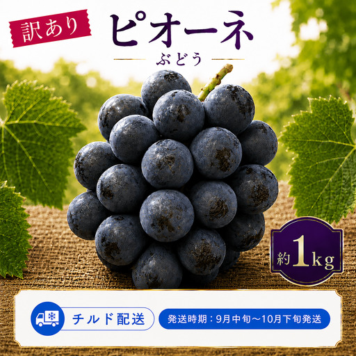 ＜訳あり＞ 家庭用ピオーネ 約1kg｜味はそのまま・ご家庭用におすすめ（チルド配送）《9月中旬-10月下旬出荷予定》期間限定 フルーツ 果物 ぶどう ブドウ 神石高原町 広島県