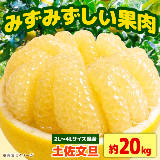 【先行予約】土佐文旦家庭用 約20kg 2L-4Lサイズ混合＜2027年1月下旬から順次発送＞ / ぶんたん ブンタン 文旦 フルーツ 柑橘 みかん 果物 くだもの 柑橘類 デザート おやつ さっぱり おいしい 甘い お取り寄せ 国産【玉木農園】[BQAJ010]