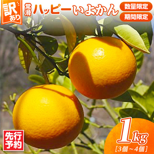 【先行予約】【訳あり】常滑ハッピーいよかん 1kg （3～4個）｜いよかん フルーツ 常滑市