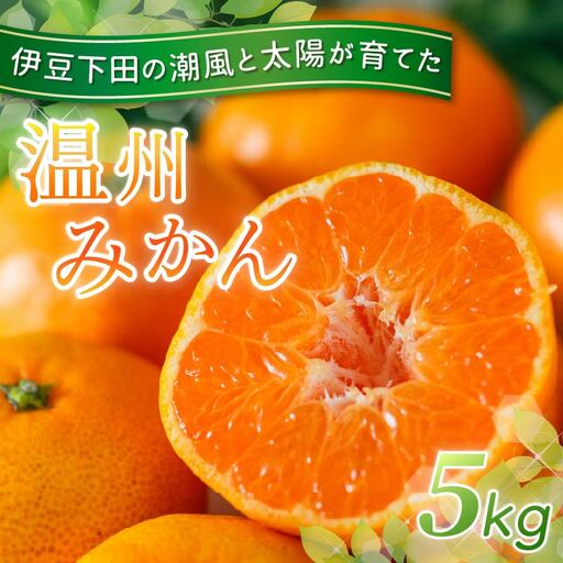 温州みかん 5kg 先行予約 みかん ミカン 伊豆 下田 静岡