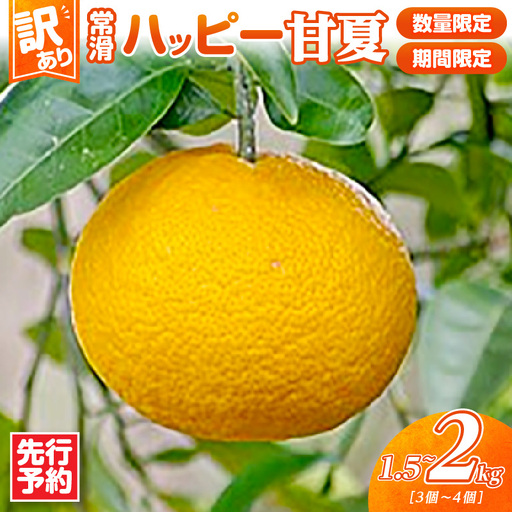 [先行予約][訳あり]常滑ハッピー甘夏 1.5kg〜2kg(3〜4個)|甘夏 フルーツ 常滑市