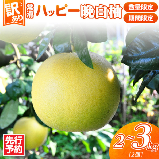 [先行予約][訳あり]常滑ハッピー晩白柚 2kg〜3kg(2個)| ばんぺいゆ フルーツ 常滑市