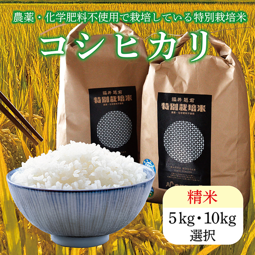 [ふるさと納税]令和7年度産 特別栽培米コシヒカリ 10kg 精米 / 送料無料 福井県 越前市 米 コシヒカリ 農薬不使