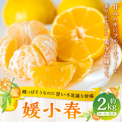 [ 酸っぱそうなのに甘い不思議な柑橘 ] 媛小春 約2kg みかん ミカン 柑橘 柑橘系 柑橘類 くだもの 果物 フルーツ 果実 果汁 果肉 国産 愛媛県産 薄皮 [ 2027年1月下旬‐3月下旬発送予定 ] ( 1084 )