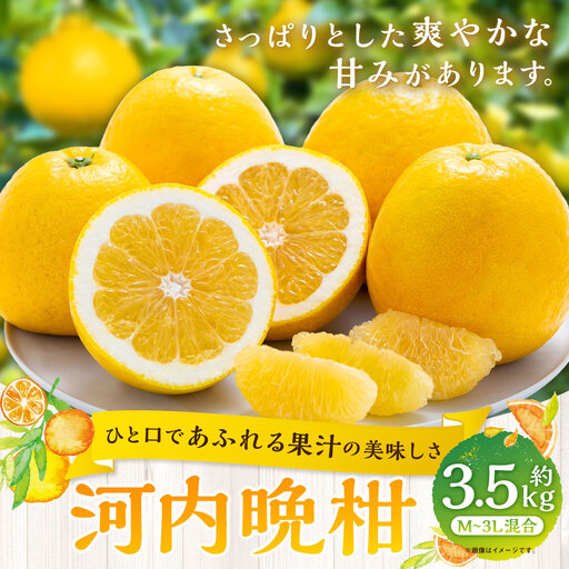 [ ひと口であふれる果汁の美味しさ ] 河内晩柑 約3.5kg みかん ミカン 柑橘 柑橘系 柑橘類 くだもの 果物 フルーツ 果実 果汁 果肉 国産 愛媛県産 [ 2027年3月下旬〜7月上旬 ] ( 1088 )