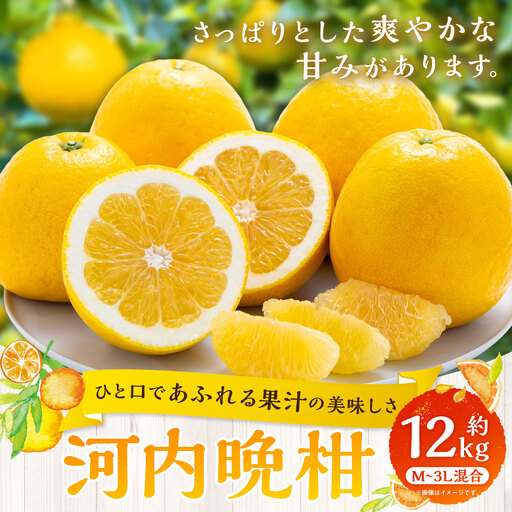 【 ひと口であふれる果汁の美味しさ 】 河内晩柑 約12kg みかん ミカン 柑橘 柑橘系 柑橘類 くだもの 果物 フルーツ 果実 果汁 果肉 国産 愛媛県産 【 2027年3月下旬～7月上旬 】 ( 1090 )