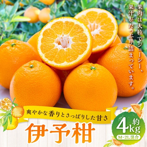 [ 爽やかな香りとさっぱり甘さ ] 伊予柑 約4kg みかん ミカン 柑橘 柑橘系 柑橘類 くだもの 果物 フルーツ 果実 果汁 果肉 国産 愛媛県産 [ 2027年1月上旬〜2月下旬発送予定 ] ( 1081 )