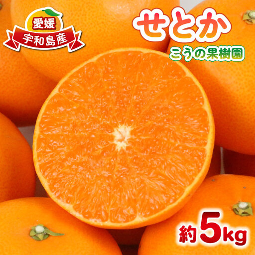 せとか 5kg こうの果樹園 せとか B016-182009