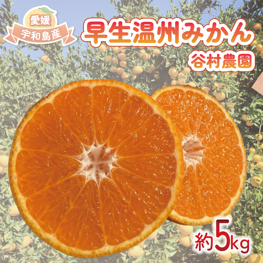 温州みかん 早生 みかん 5kg 谷村農園