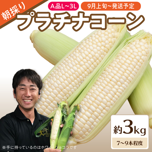 《先行受付》朝採りプラチナコーン約3kg・A品L～3L・7〜9本程度 【2026年9月上旬頃～発送予定】【山形とうもろこし・大江町産・明石農園】 027-007