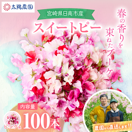 スイートピー 花束 100本 ピンク系 フラワー 期間限定 数量限定_FA15-26