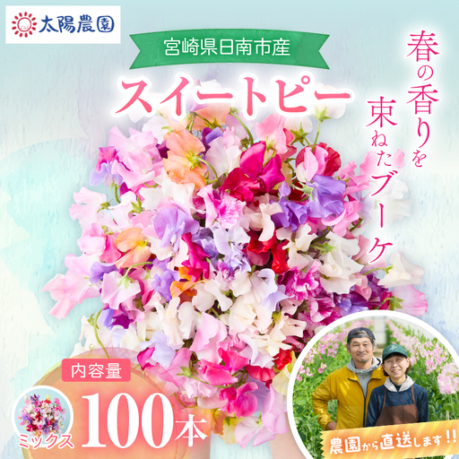 スイートピー 花束 100本 ミックス系 フラワー 期間限定 数量限定_FA16-26