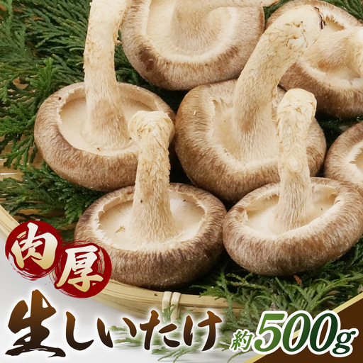 しいたけ 500g＜肉厚生しいたけ どんこ 12～14個入り 500g＞ ／ しいたけ 生しいたけ 肉厚 どんこ 菌床栽培 農薬不使用 国産 野菜 新鮮 ぷりぷり 食感 旨み BBQ 鍋 天ぷら 肉詰め 炒め物 大容量 料理用 山口県 No.232