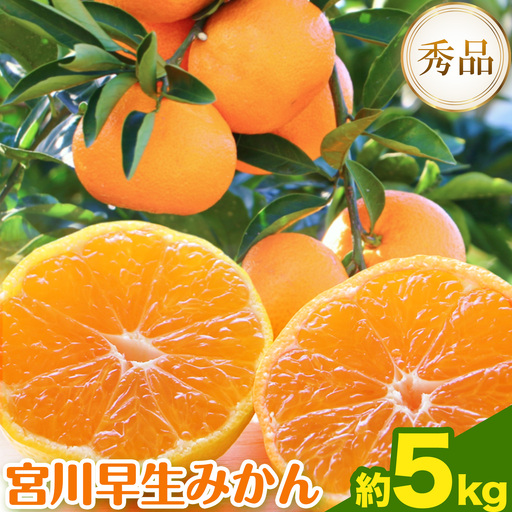 [先行予約]宮川 早生 みかん 約 5kg (S〜Mサイズ)