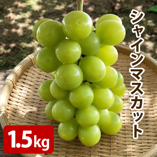 [2025年8月下旬以降発送 数量限定] 2026年産フルーツの郷いせはら シャインマスカット 1.5kg [1256]