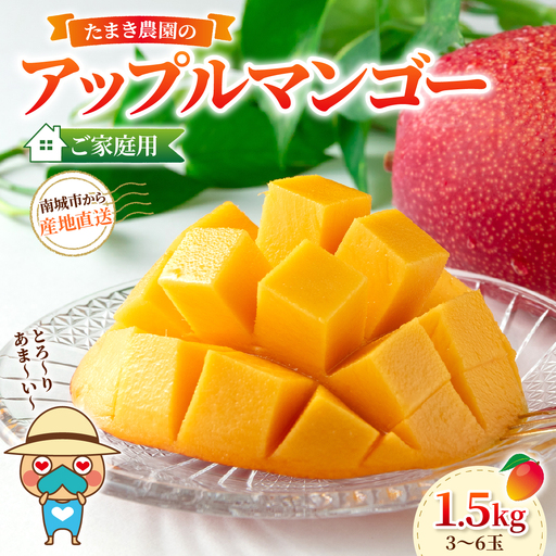 たまき農園のアップルマンゴー（1.5kg）ご家庭用　3～6玉 I マンゴー まんごー トロピカルフルーツ フルーツ 沖縄県 南城市 ふるさと納税