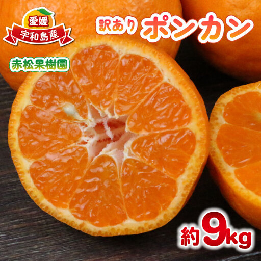 [ ポンカン ] 冬の柑橘 訳あり ポンカン 9kg 赤松果樹園