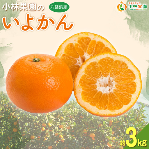 【先行受付】小林果園の宮内いよかん(約3kg)【24-42】YWTAD033