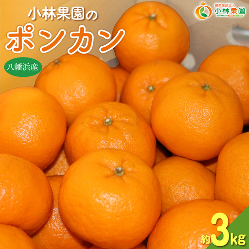 【先行受付】小林果園のポンカン(約3kg)【24-43】YWTAD034