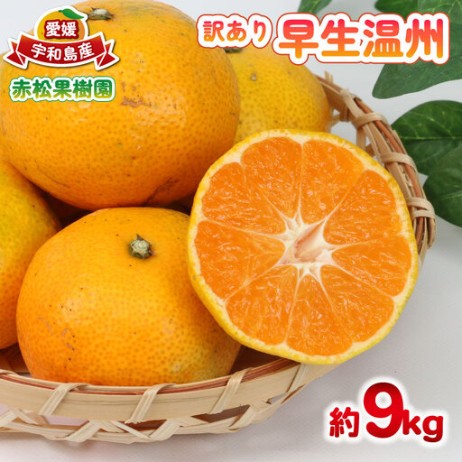 [ 温州 ] 訳あり 早生 温州 みかん 9kg 赤松果樹園 | (B010-208002)