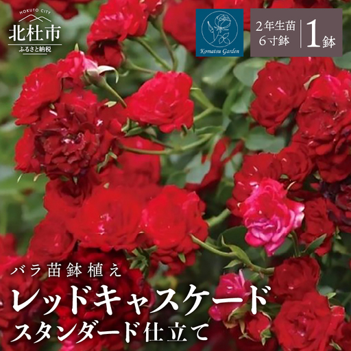 [2027年2月以降発送]バラ苗鉢植え「レッドキャスケードスタンダード仕立て」 [h190]