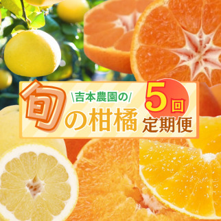 旬の柑橘定期便 年5回 柑橘 吉本農園 甘平 文旦 河内晩柑 愛媛みかん 宝紅まどんな