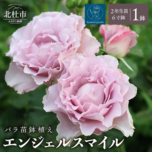 [2027年2月以降発送]バラ苗鉢植え「エンジェルスマイル」 [h190]