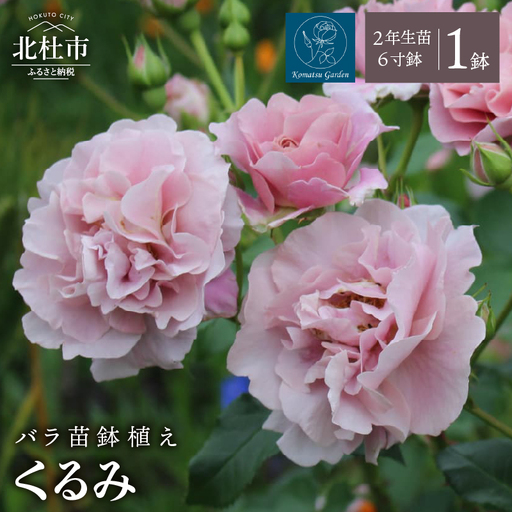 【2027年2月以降発送】バラ苗鉢植え「くるみ」 [h190]